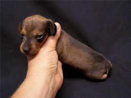 Get great deals on ebay! Dachshund For Sale Tampa Fl