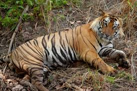 Classification Panthera Tigris