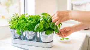 growing herbs indoors how to grow a