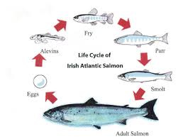 Salmon Life Cycle Marine Institute
