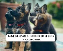 Learn all about the gsd in our complete guide! 6 Best German Shepherd Breeders In California 2021 We Love Doodles