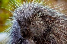 9 foods that attract porcupines and