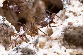 ants and antifungals harvard cal
