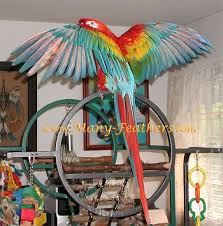 Anodorhynchus macao x ara militaris size: Hybrid Scarlet X Shamrock Macaw Macaw Zoo Animals Animals And Pets