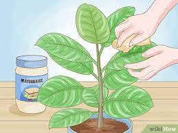 Easy Ways To Clean Plant Leaves 8