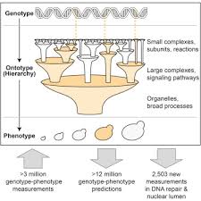 translation of genotype to phenotype by