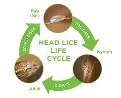 head lice facts faqs fresh heads