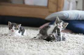 cat owners carpet cleaning troubles