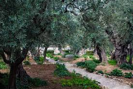 garden of gethsemane heaven in healthcare