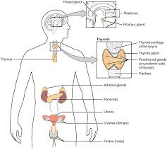 physiology of the endocrine system