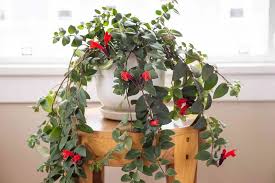 lipstick plant care how to care for