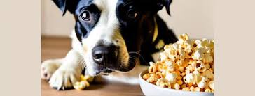 can dogs have salty popcorn best