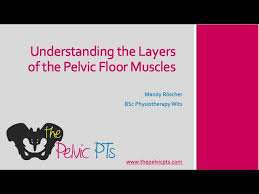 the layers of the pelvic floor muscles