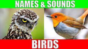 birds names and sounds learn bird
