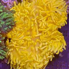 heteractis malu yellow lifestock
