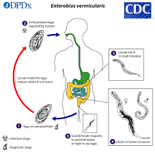 cdc dpdx enterobiasis