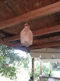 Paper Wasp Nest The Wasps Eat Flies