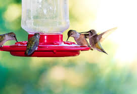 Hummingbird Nectar Recipe Homemade