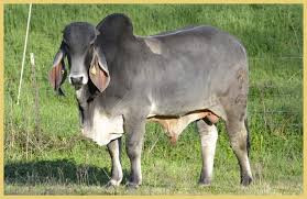 The brahman breed's development is an unparalleled success story. Indu Brasil Cattle Butler Farms Home Of Great Cebu And Angus Cattle