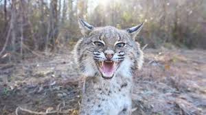 american bobcat images browse 11
