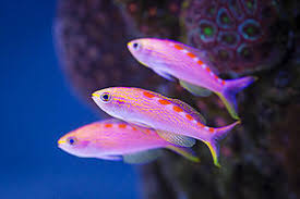 Salt Water Aquarium Fishes Anthias Tropical Hobbies