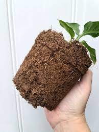 peat moss a how to guide verdant