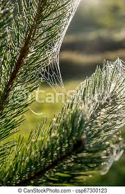 Going back centuries, these special trees have a role in numerous cultures and folklore tales. Spider Web On The Pine Tree Branch Spider Web On The Pine Tree On Green Forest Background Cobweb Spider Web Is Web Made Canstock