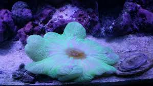 carpet anemone mouth open aquarium