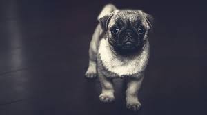pug puppy wallpaper for chromebook