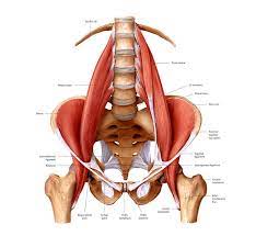 There are three different muscle groups found in the back: Fixing Hip Low Back Pain In Runners Potomac Physical Medicine