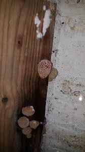 Mushrooms Growing In My Cellar Help