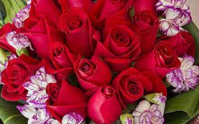 Bildergebnis für beautiful roses