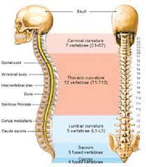 2717 x 3168 png 624 кб. Diagram Of Vertebral Column Showing Different Parts And Regions Of The Download Scientific Diagram