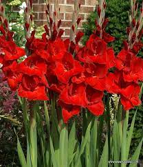 Gladiolus, a genus of perennial flowering plants. Lukovici Gladioli Photos Facebook