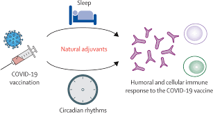 The vaccines for covid are highly effective in preventing disease, with some >90% effective, and around one third of the u.s. Could A Good Night S Sleep Improve Covid 19 Vaccine Efficacy The Lancet Respiratory Medicine