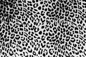 black leopard wallpaper 71 images