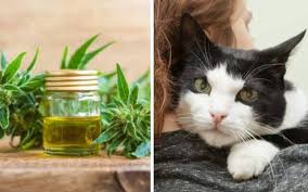 With the help of hemp products, canine's joints strengthen and dogs experience pain relief, which is crucial for their proper. How Senior Cats Can Benefit From Cbd Oil