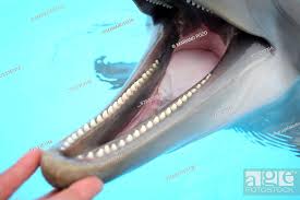teeth bottle nosed dolphin selwo
