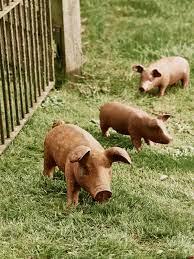 Rusty Pigs