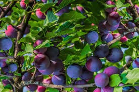 While it is still not possible to grow different species on the same tree, fruits within the same family can grow well on the same tree. 11 Dwarf Fruit Trees You Can Grow In Small Yards