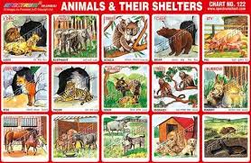 Lets Learn More About Animals All Animals Need Houses
