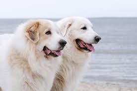 The Great Pyrenees Dog A Big Puppy With An Even Bigger