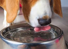 There are many studies out there to determine the exact amount of water a pup needs. How Much Water Should A Dog Drink Petmd