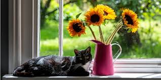 Which Flowers Are Safe For Pets