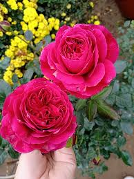 How To Grow Large Rose Flowers In India