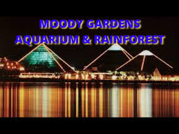 moody gardens aquarium tour moody