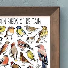 garden birds of britain wildlife