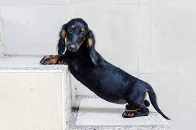 how much do dachshunds cost in 2024