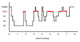 The Stages Of Sleep Nrem Sleep And Rem Sleep
