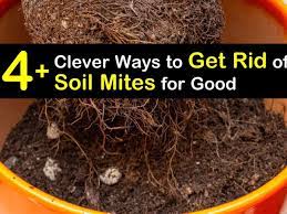 4 clever ways to get rid of soil mites